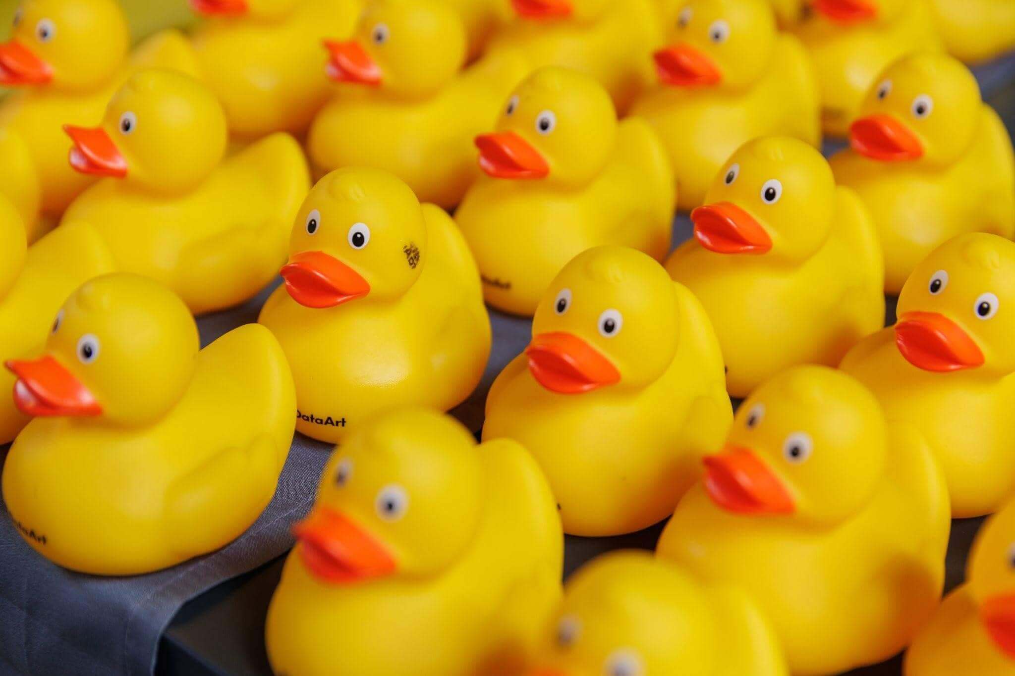 Photo from DataArt Library. Ducks everywhere